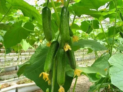 تصویر 3 از قیمت خرید خیار سبز گلخانه ای + فروش ویژه